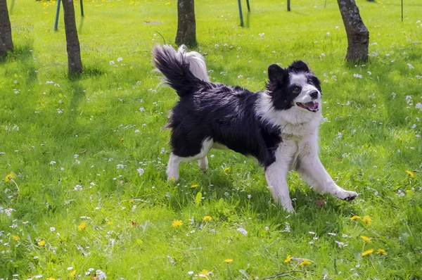 Shaggy dog runs on the grass.