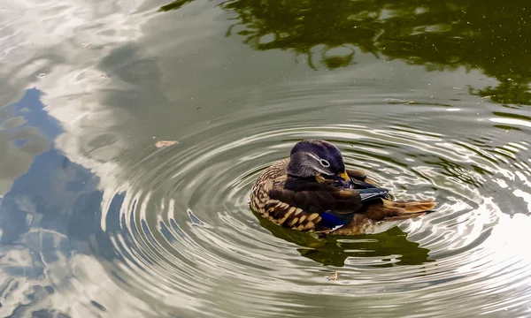 Wild Duck cleans feathers.