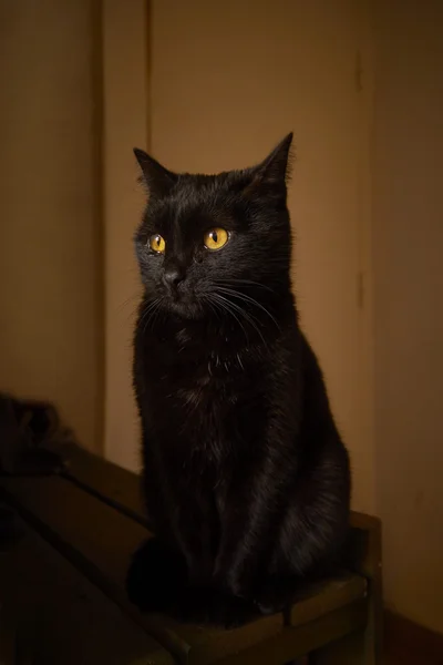 Yellow eyes black cat