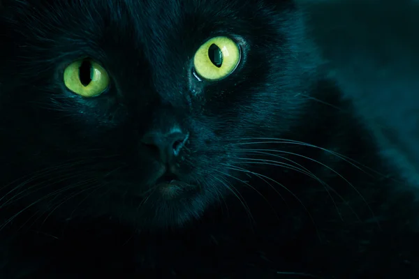 Black cat eyes