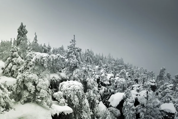 Snow covered mountainside forest disappearing in fog on the hori