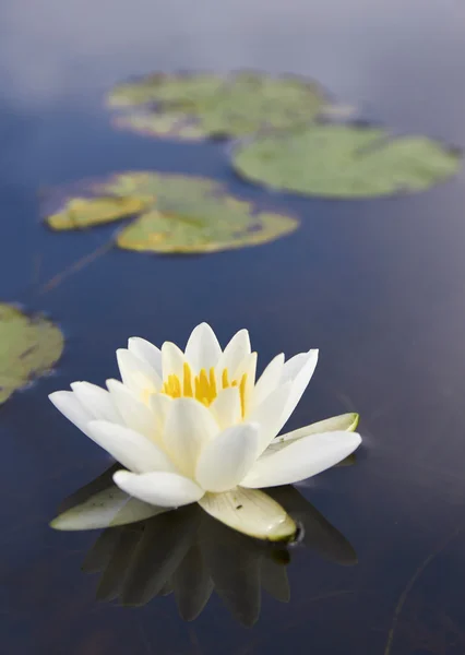 White lily floating on a dark water, macro