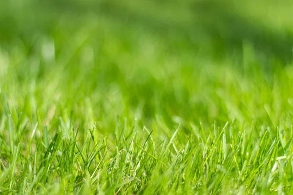 Blurred background image of the grass and lawn