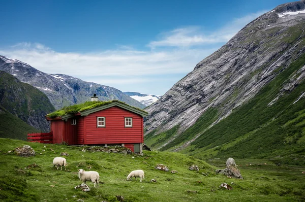 Norwegian landscape with typical scandinavian grass roof houses and the sheep grazing in the valley