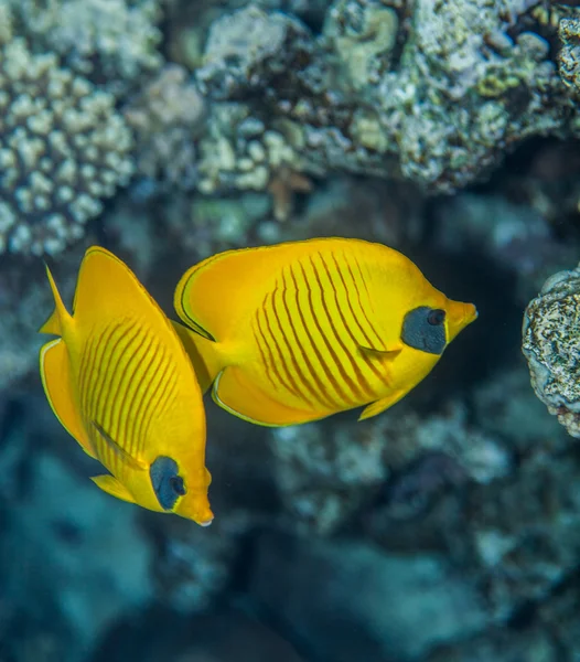 Two blue cheeked  butterflyfish