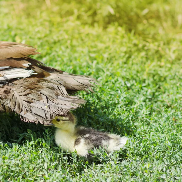 Duck and Duckling