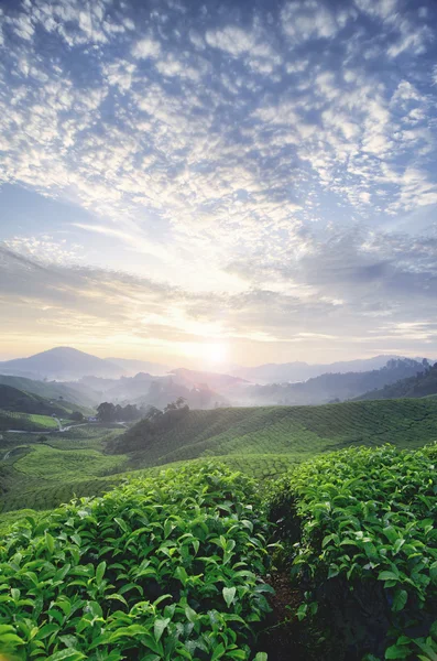 Sunrise at tea farm. green tea tree. stunning layer of the hill and dramatic clouds with blue sky