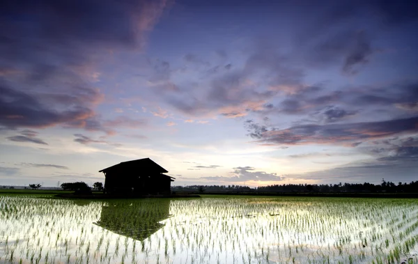Beautiful scenery lonely abandon house in the middle of a paddy field with magical color sunrise and dramatic cloud