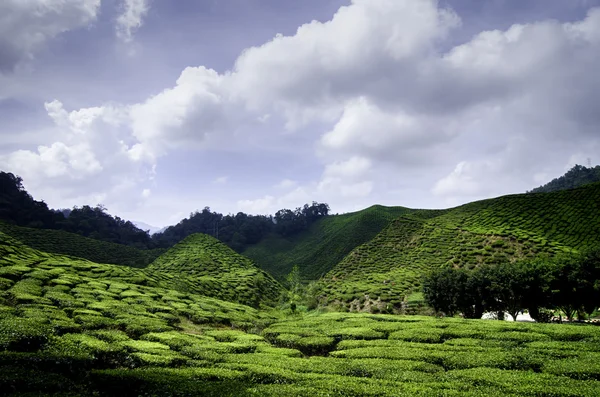 Beautiful nature of Cameron Highland tea plantation landscape at sunny day with cloudy sky.