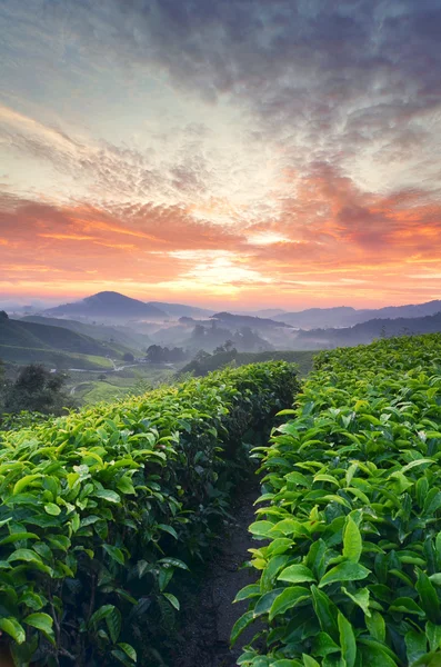 Colorful sunrise scenery of Sungai Palas Tea Plantation, Cameron Highland, Malaysia with magical and beautiful yellow and red light in long exposure shoot.