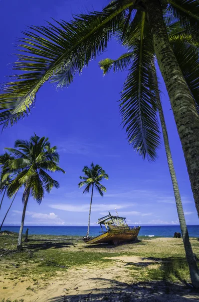 Abandone ship and coconut tree