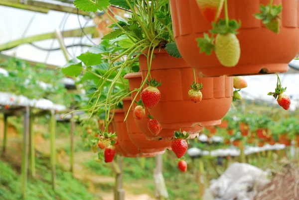 Strawberry plant in the pot and hanging in line. out of focus style and some noise applied