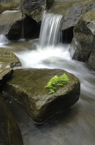 Green fern leaf isolated on mossy rock