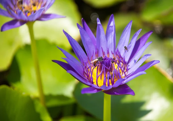 Colorful blooming purple (violet) water lily (lotus) with bee is trying to keep nectar pollen from it. The view captured at a lotus pond in Thailand. Lotus flower in Asia is important culture symbol