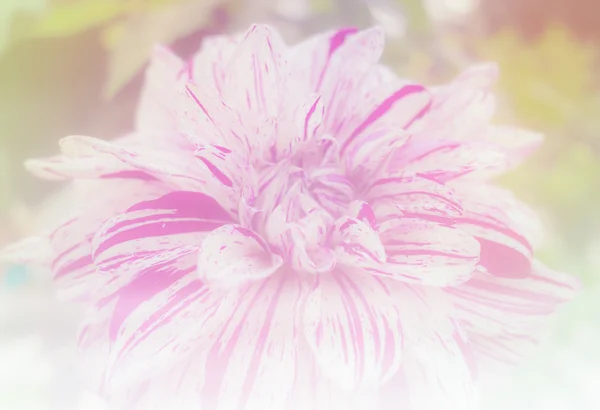 Light white flower in soft color and blur style for background