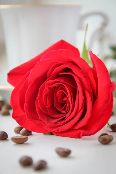 Morning red rose.