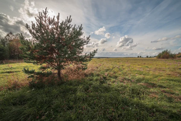 One tree on an autumn oblique field in the sunny day