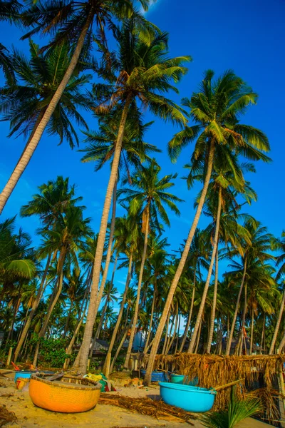 Palm trees against blue sky.Round boats.Vietnam, Mui Ne, Asia