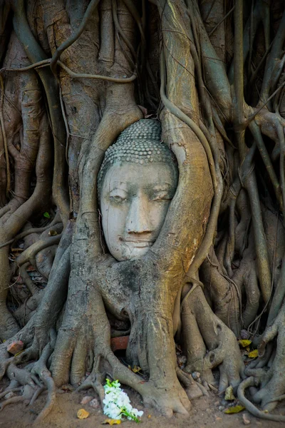 Buddha head covered by roots of a tree at Ayutthaya province in Thailand