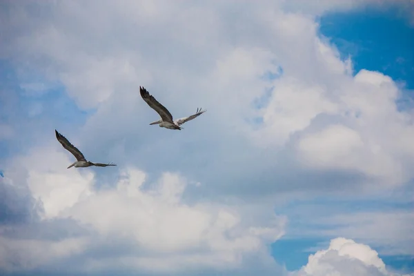 Birds in cloudy sky