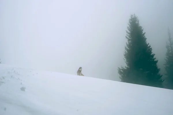 Siberian husky dog hiking in mountains in heavy fog