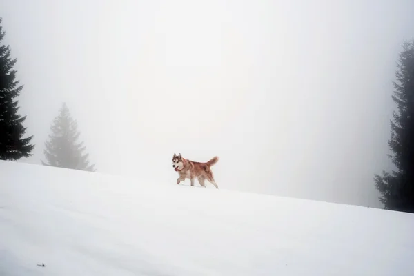 Siberian husky dog hiking in mountains in heavy fog
