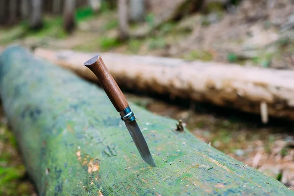 Knife inserted in a tree in the wood