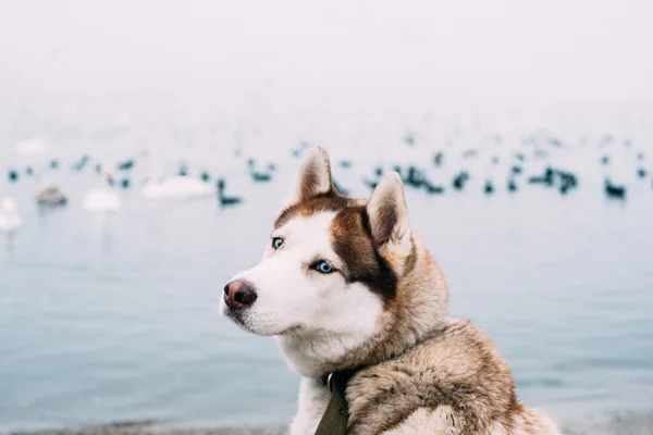 Siberian husky dog sitting on seaside, birds on background. image filtered with grain