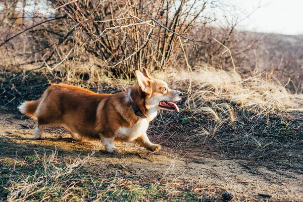 Welsh corgi dog walking in the forest