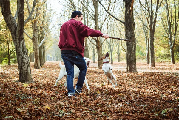 Man playing with dogs in park. Caucasian man walking with dogs in autumn park