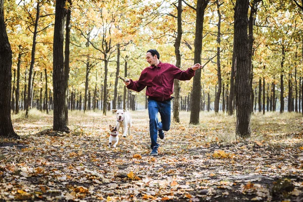 Man playing with dogs in park. Caucasian man walking with dogs in autumn park