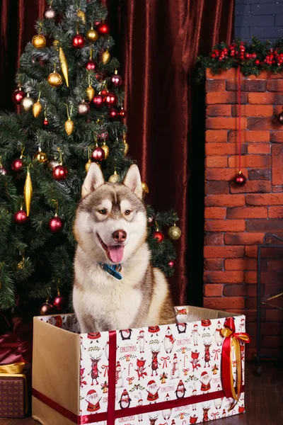 Husky dog is christmas gift. Siberian husky puppy in christmas decorations