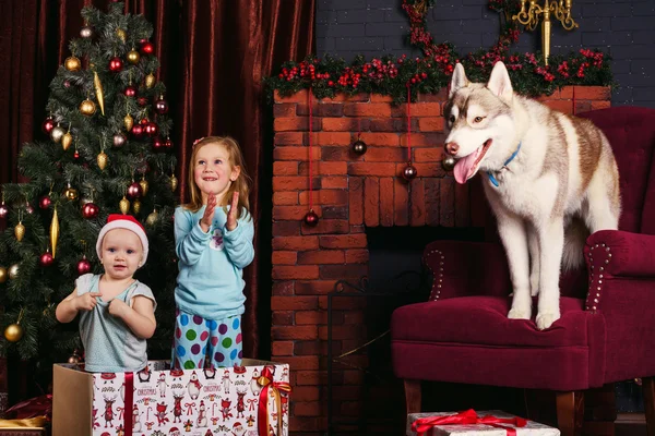 Two little girls and siberian husky dog playing with presents in christmas decorations with presents and tree