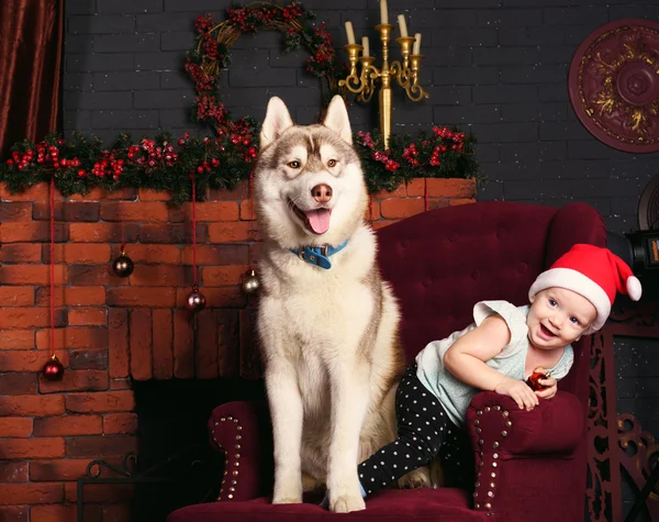 Little girl and siberian husky dog playing with presents in christmas decorations