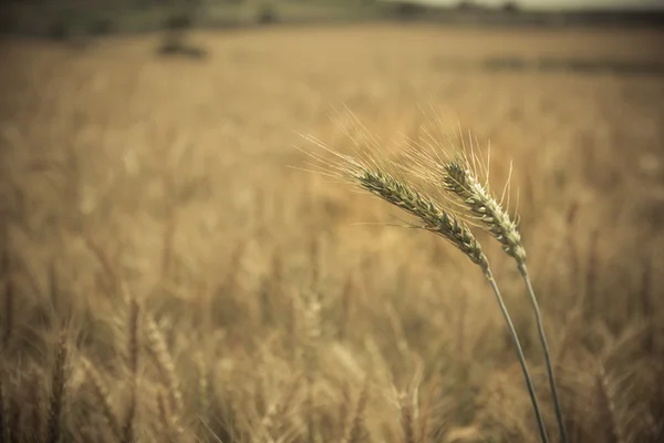 Close up of green-yellow wheat crop