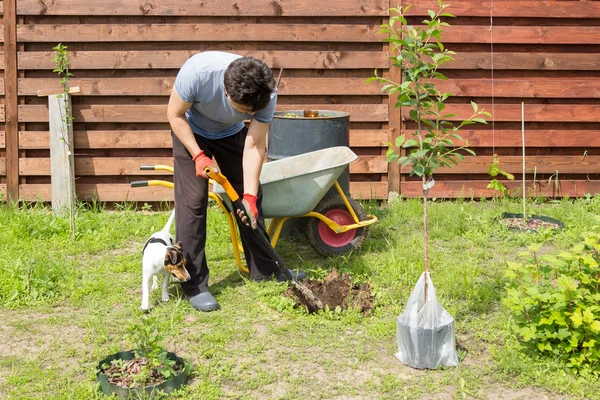 Man with dog plants a cherry in garden