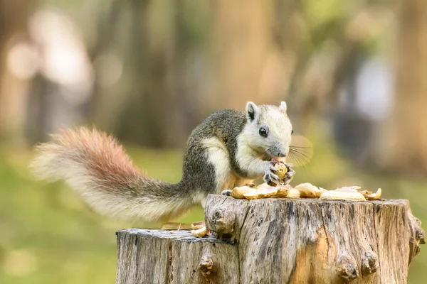 Squirrel eat nut on the stump