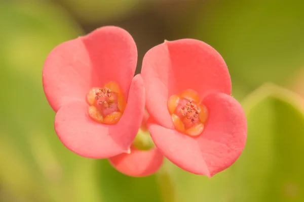 Euphorbia milii or crown of thorns or Christ plant or Christ tho