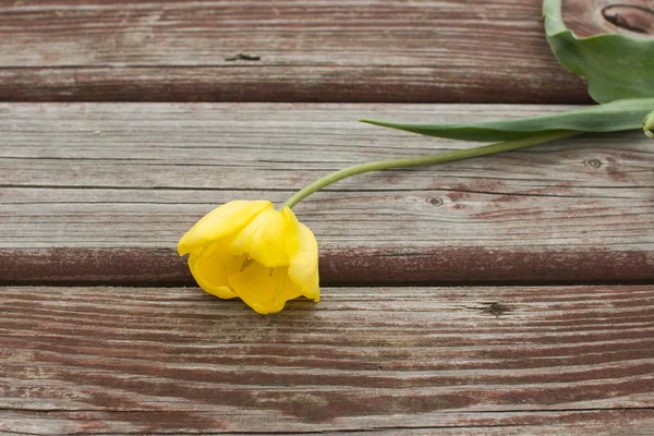 Torn yellow tulip lying on a shabby wood plank.