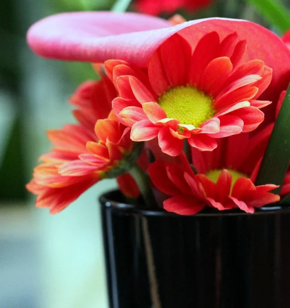 Red flowers in vase