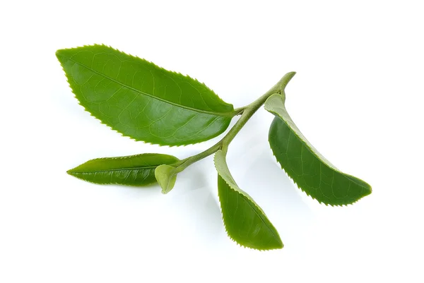 Green tea leaf isolated on white background