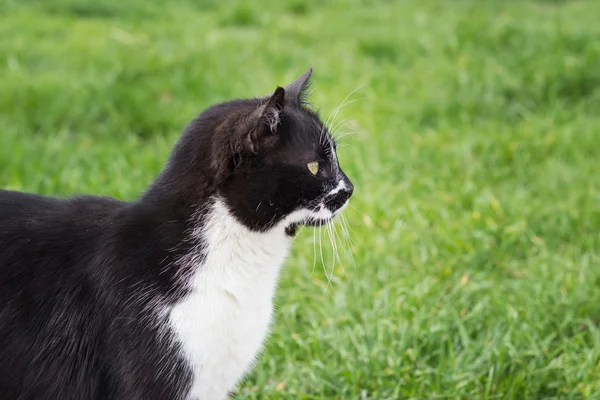 Black and white cat on a background of green grass
