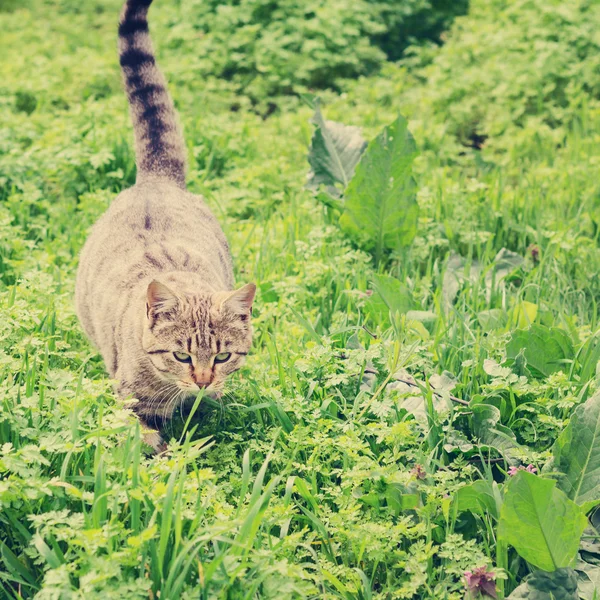 Cat hiding in the grass. The image is tinted and selective focus