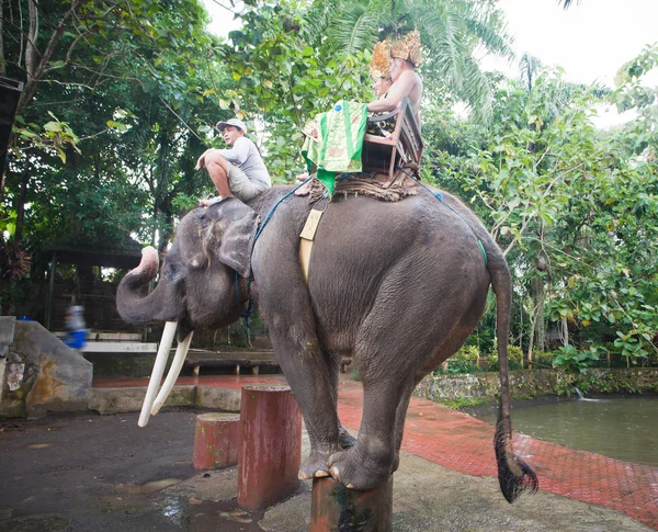 Couple riding and traveling on an elephant