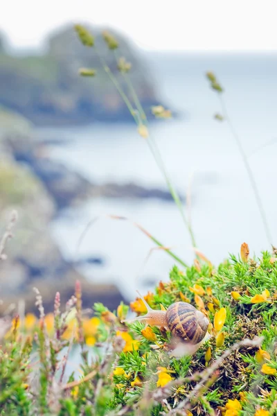 Snail on wild flowers in France, Bretagne.