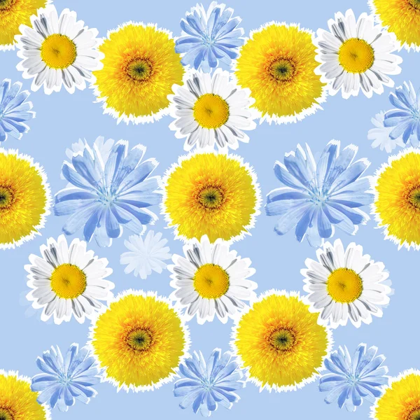 Seamless pattern of sunflowers daisies and chicory