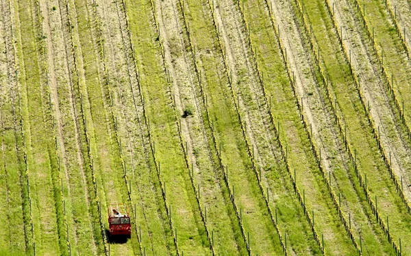 Tractor working in field of wheat.