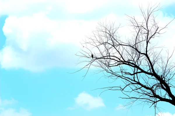 Lonely bird in tree with sky background .