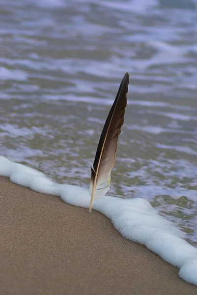 Single feather on the beach shore .