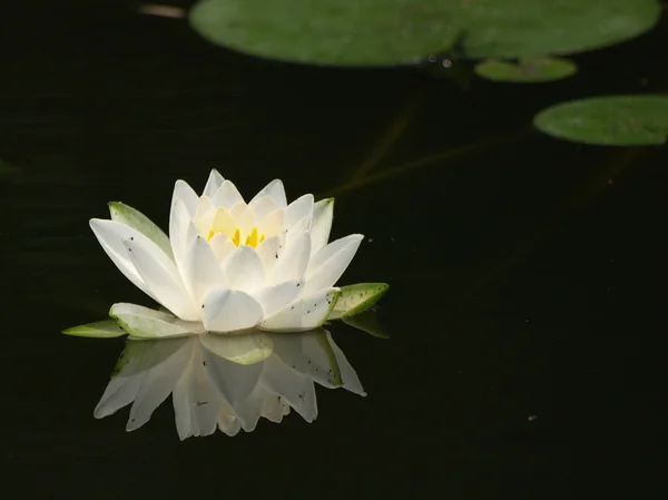 Lotus flower on calm water .